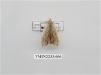 藏品(褐脈舟蛾)的圖片